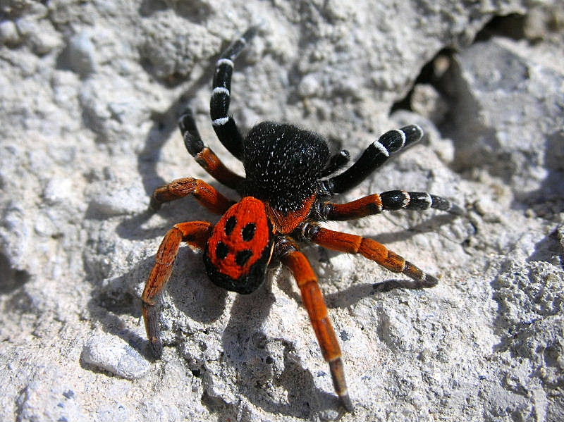 Eresus sp.